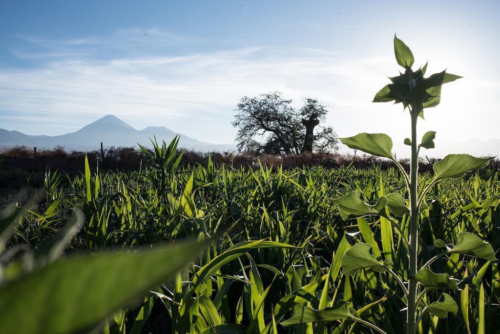 Planeta Atacama Lodge San Pedro de Atacama Ngoại thất bức ảnh